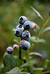 St. Cloud Blueberry (Vaccinium 'St. Cloud') at A Very Successful Garden Center