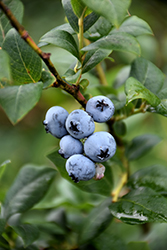 Berkeley Blueberry (Vaccinium corymbosum 'Berkeley') at Stonegate Gardens