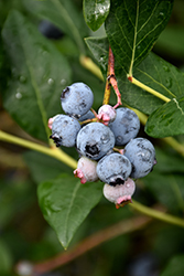 Draper Blueberry (Vaccinium corymbosum 'Draper') at A Very Successful Garden Center
