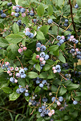 Rubel Blueberry (Vaccinium corymbosum 'Rubel') at A Very Successful Garden Center