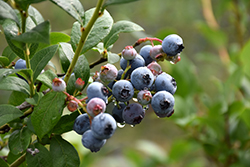Bluetta Blueberry (Vaccinium corymbosum 'Bluetta') at A Very Successful Garden Center