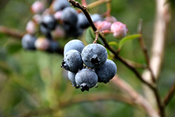 Chandler Blueberry (Vaccinium corymbosum 'Chandler') at Lakeshore Garden Centres