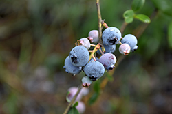 Bluegold Blueberry (Vaccinium corymbosum 'Bluegold') at A Very Successful Garden Center