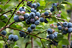 Rubel Blueberry (Vaccinium corymbosum 'Rubel') at Stonegate Gardens