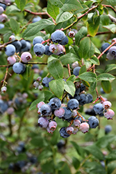 Earliblue Blueberry (Vaccinium corymbosum 'Earliblue') at A Very Successful Garden Center