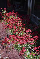 Double Scoop Raspberry Coneflower (Echinacea 'Balsceras') at Stonegate Gardens