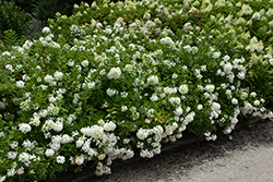 Bombshell Hydrangea (Hydrangea paniculata 'Bombshell') at A Very Successful Garden Center