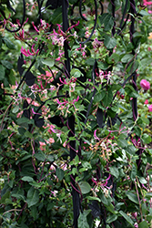 Peaches And Cream Honeysuckle (Lonicera periclymenum 'Peaches And Cream') at A Very Successful Garden Center