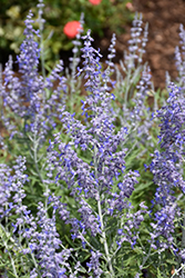 Lacey Blue Russian Sage (Perovskia atriplicifolia 'Lacey Blue') at Stonegate Gardens