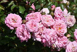 Sweet Drift Rose (Rosa 'Meiswetdom') at Stonegate Gardens