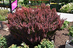 Red Torch Japanese Barberry (Berberis thunbergii 'Red Torch') at A Very Successful Garden Center