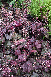 Carnival Candy Apple Coral Bells (Heuchera 'Candy Apple') at Lakeshore Garden Centres