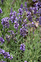 Lavance Purple Lavender (Lavandula angustifolia 'Lavance Purple') at A Very Successful Garden Center