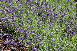 Lavance Purple Lavender (Lavandula angustifolia 'Lavance Purple') at Stonegate Gardens