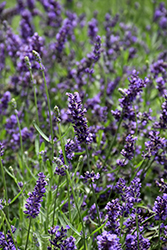 SuperBlue Lavender (Lavandula angustifolia 'SuperBlue') at A Very Successful Garden Center