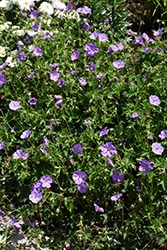 Azure Rush Cranesbill (Geranium 'Azure Rush') at A Very Successful Garden Center