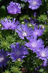Blue Frills Aster (Stokesia laevis 'Blue Frills') at A Very Successful Garden Center