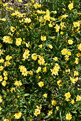 Leading Lady Sophia Tickseed (Coreopsis 'Leading Lady Sophia') at A Very Successful Garden Center