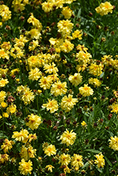 Leading Lady Charlize Tickseed (Coreopsis 'Leading Lady Charlize') at Stonegate Gardens