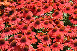 Sombrero Salsa Red Coneflower (Echinacea 'Balsomsed') at A Very Successful Garden Center