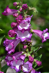 Polaris Purple Beard Tongue (Penstemon hartwegii 'Florpenpu') at A Very Successful Garden Center