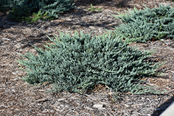 Blue Chip Juniper (Juniperus horizontalis 'Blue Chip') at A Very Successful Garden Center
