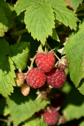 Killarney Raspberry (Rubus 'Killarney') at A Very Successful Garden Center