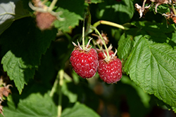 Canby Raspberry (Rubus 'Canby') at The Mustard Seed