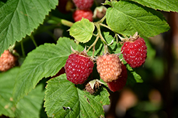 Latham Raspberry (Rubus 'Latham') at Green Thumb Garden Centre