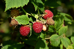 Polana Raspberry (Rubus 'Polana') at A Very Successful Garden Center