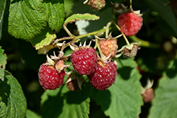Fall Red Raspberry (Rubus 'Fall Red') at A Very Successful Garden Center