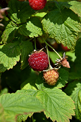 Festival Raspberry (Rubus 'Festival') at Stonegate Gardens