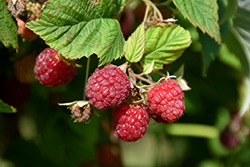 Prelude Raspberry (Rubus 'Prelude') at Lakeshore Garden Centres