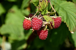 Encore Raspberry (Rubus 'Encore') at Stonegate Gardens