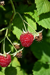 September Raspberry (Rubus 'September') at Stonegate Gardens