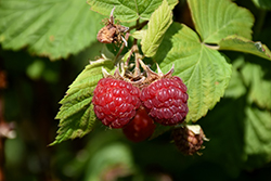 Nova Raspberry (Rubus 'Nova') at A Very Successful Garden Center