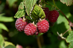 Amity Raspberry (Rubus 'Amity') at A Very Successful Garden Center