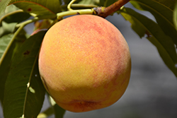 Reliance Peach (Prunus persica 'Reliance') at A Very Successful Garden Center