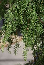 Broad Weeping Common Juniper (Juniperus communis 'Oblonga Pendula') at A Very Successful Garden Center