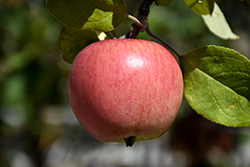 Prairie Magic Apple (Malus 'Prairie Magic') at Stonegate Gardens