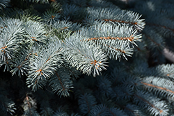 Baby Blue Blue Spruce (Picea pungens 'Baby Blue') at A Very Successful Garden Center