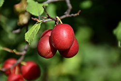Toka Plum (Prunus 'Toka') at Schulte's Greenhouse & Nursery
