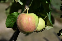 Collett Apple (Malus 'Collett') at Lakeshore Garden Centres