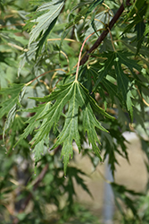 Skinner's Cutleaf Silver Maple (Acer saccharinum 'Skinneri') at Lakeshore Garden Centres