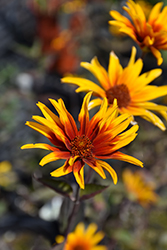 Burning Hearts False Sunflower (Heliopsis helianthoides 'Burning Hearts') at Lakeshore Garden Centres