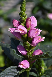 Tiny Tortuga Turtlehead (Chelone lyonii 'Tiny Tortuga') at A Very Successful Garden Center