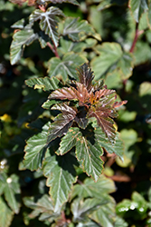 HGTV Caramel Glitter Ninebark (Physocarpus opulifolius 'Podaras 2') at Stonegate Gardens