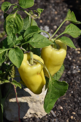 Yellow Sparkler Sweet Pepper (Capsicum annuum 'Yellow Sparkler') at A Very Successful Garden Center