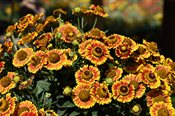 Mariachi Fuego Sneezeweed (Helenium autumnale 'Fuego') at A Very Successful Garden Center