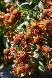 Ruby Tuesday Sneezeweed (Helenium 'Ruby Tuesday') at A Very Successful Garden Center